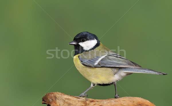 Tit grünen Baum Holz Hintergrund Schönheit Stock foto © asturianu