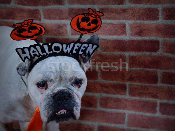 Portrait of french bulldog with Halloween props.  Stock photo © asturianu