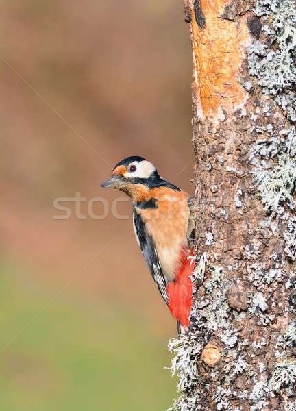 Great spotted woodpecker perched on a log. Stock photo © asturianu
