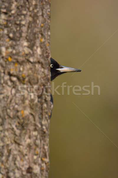 Black woodpecker, Dryocopus martius perched on tree. Stock photo © asturianu