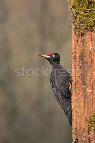 Stock photo: Black woodpecker, Dryocopus martius perched on old dry branch.