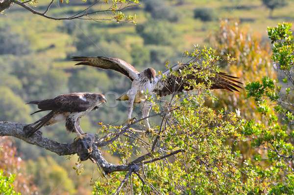 Bonelli's eagle couple on tree branch Stock photo © asturianu