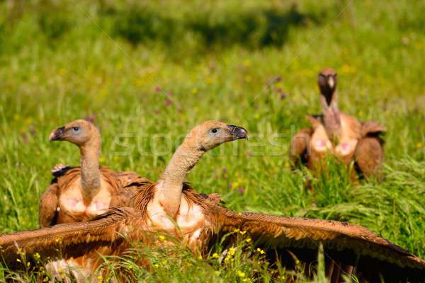 Three Eurasian Griffons on grass Stock photo © asturianu