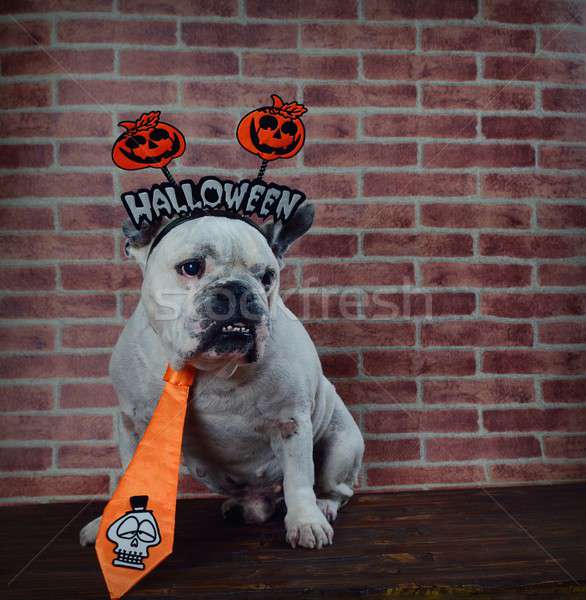 Portrait of french bulldog with Halloween props.  Stock photo © asturianu