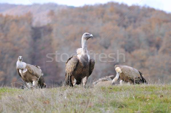 Three Eurasian Griffons on grass Stock photo © asturianu