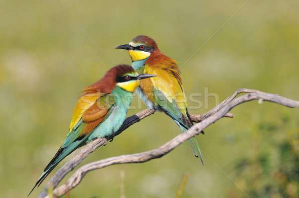 Couple of bee-eaters on leafless branch Stock photo © asturianu