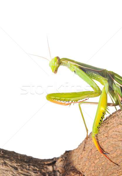 Sáska izolált zöld szín rovar makró Stock fotó © asturianu