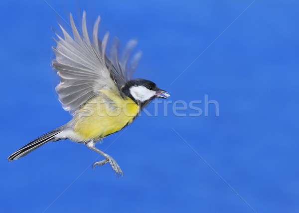 Vuelo tit comer azul primavera Foto stock © asturianu