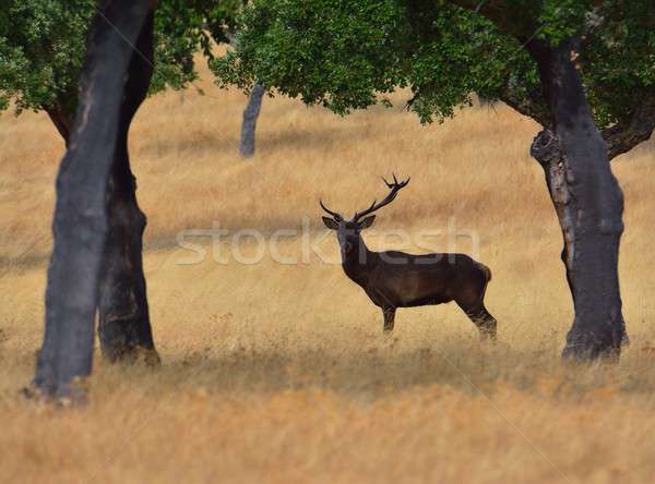 A adult red deer stag. Stock photo © asturianu