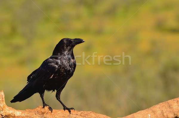 Holló oldalnézet természet madár fekete sötét Stock fotó © asturianu