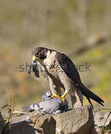 ハヤブサ 狩猟 鳩 眼 顔 自然 ストックフォト © asturianu