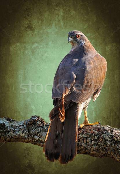 Foto stock: Floresta · árvore · verde · pássaro · animal · caça