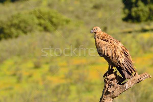 Avvoltoio prato ritratto Spagna fauna selvatica selvatico Foto d'archivio © asturianu