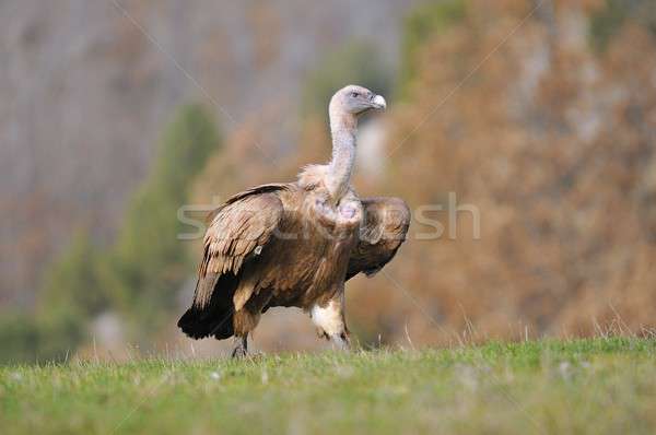 Griffon vulture in the meadow of Leon. Stock photo © asturianu