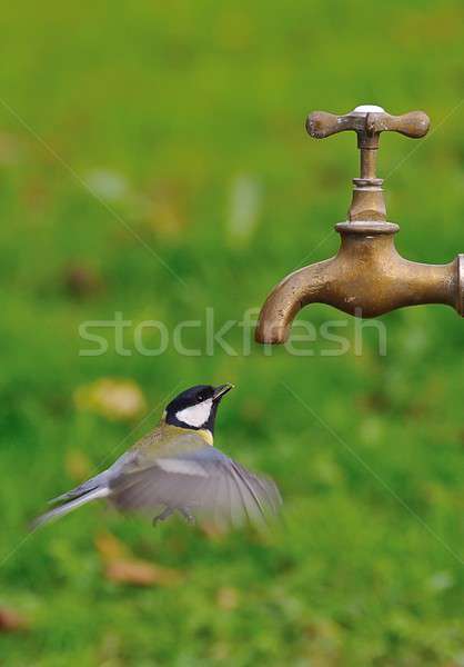 Сток-фото: питьевой · лет · Тит · Flying · птица