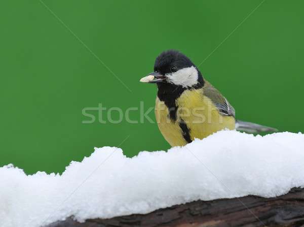 Parus major in the snow. Stock photo © asturianu