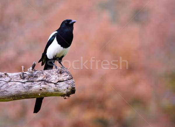 Stock photo: Magpie perched on a tree.