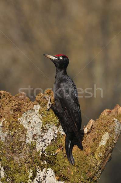 Stock photo: Black woodpecker, Dryocopus martius perched on old dry branch.
