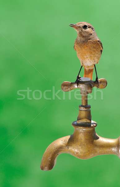 Redstart. Stock photo © asturianu