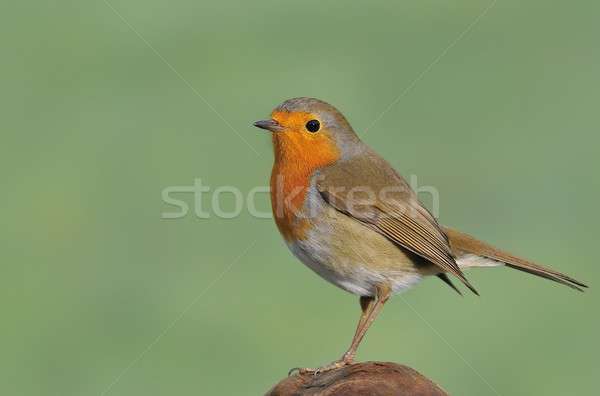 Robin. Stock photo © asturianu