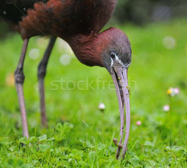 Glossy ibis. Stock photo © asturianu