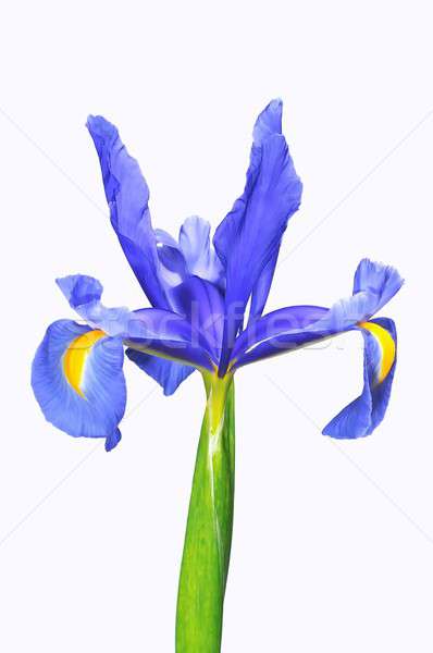 Blue iris, Iris xiphioides. Stock photo © asturianu