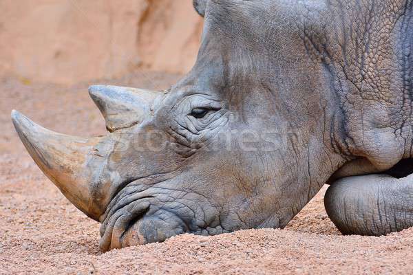 Grey rhino lying on sand Stock photo © asturianu