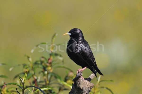 Spotless starling perched on a branch. Stock photo © asturianu