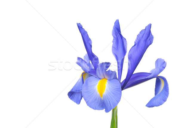 Iris bleu Photo stock © asturianu