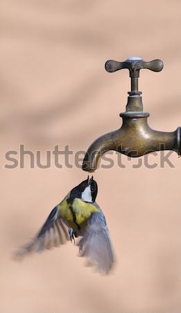Tit acqua uccello uccelli volare Foto d'archivio © asturianu