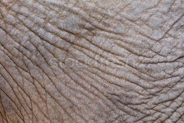 Buruşuk fil cilt kaba doku Stok fotoğraf © asturianu