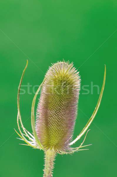 Thistle (dipsacus fullonum) Stock photo © asturianu