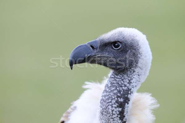 African bianco avvoltoio verde Foto d'archivio © asturianu