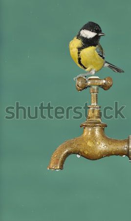 Groß tit trinken tippen Wasser Natur Stock foto © asturianu