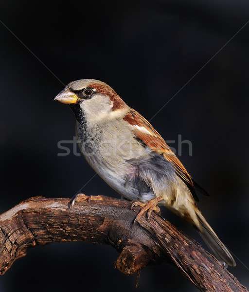 Sparrow. Stock photo © asturianu