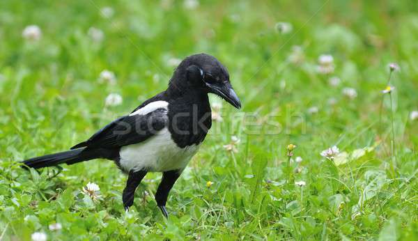 Stock photo: Magpie on field.