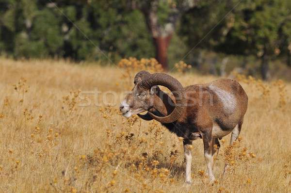 European mouflon in the field. Stock photo © asturianu