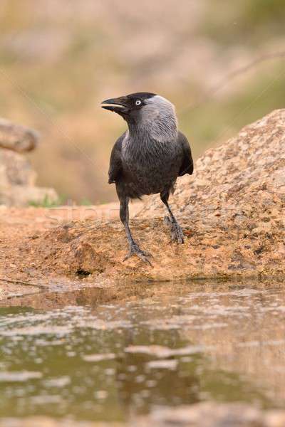 Western jackdaw drinking water in a pond. Stock photo © asturianu