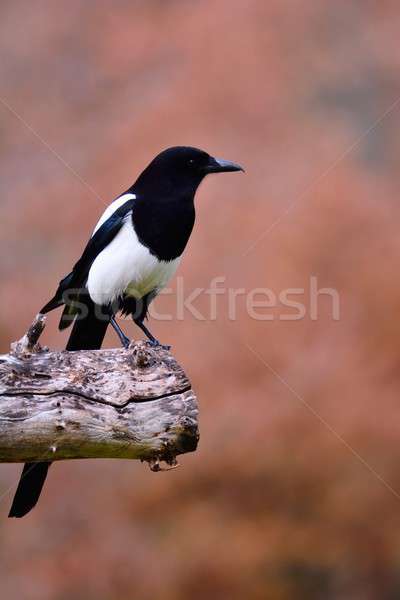 Featured image of post Passaro Preto E Branco / Não passe a vida no preto e branco, pois existem milhares de cores para você pintar seus dias!