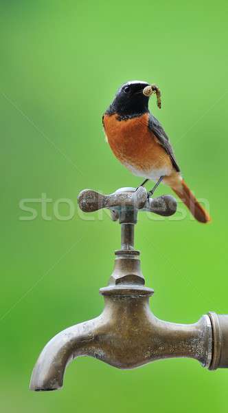 Bird on a faucet. Stock photo © asturianu