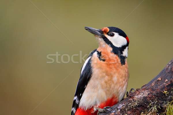 Stock photo: Great spotted woodpecker perched.