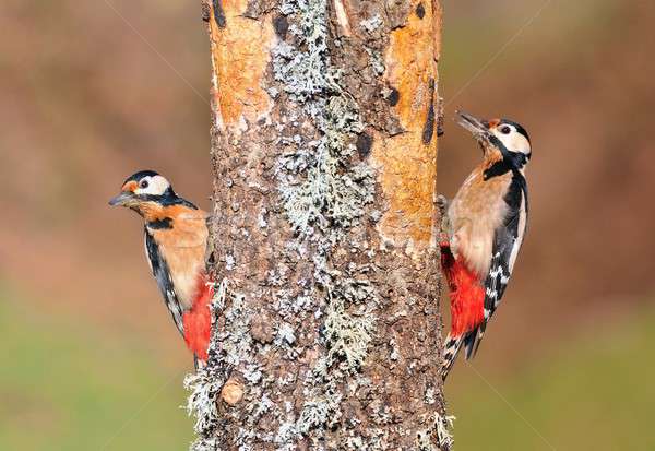 Stock photo: Two great spotted woodpecker perched.