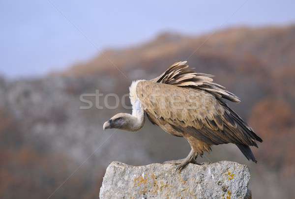 Griffon vulture perched on a stone Stock photo © asturianu