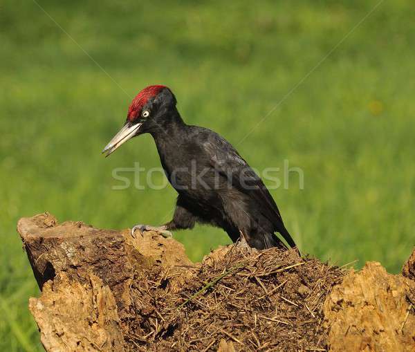 Black woodpecker, Dryocopus martius perched on old dry branch. Stock photo © asturianu