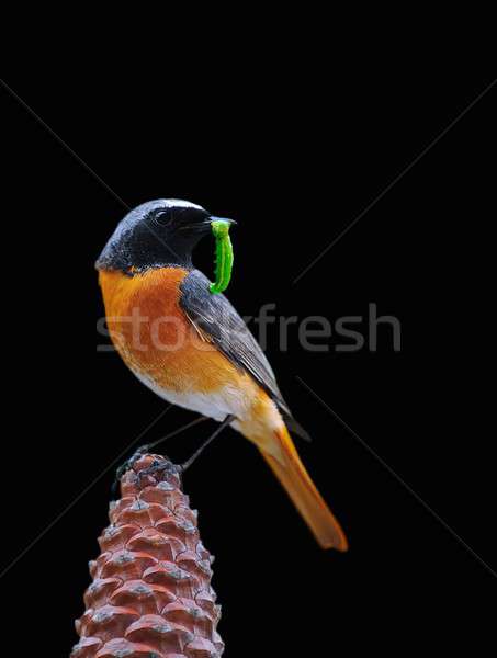 Foto stock: Masculina · insectos · pico · primavera · naturaleza · pluma