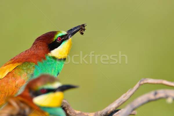 Couple of bee-eaters on leafless branch Stock photo © asturianu