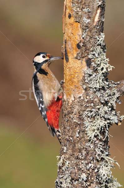 Great spotted woodpecker perched on a log. Stock photo © asturianu