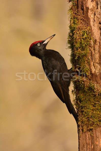 Black woodpecker, Dryocopus martius perched on old dry branch. Stock photo © asturianu