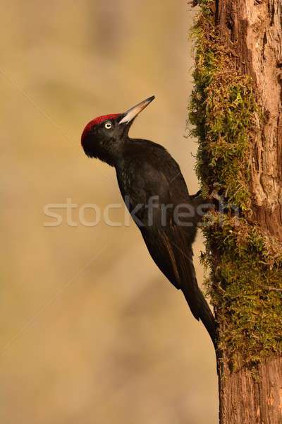 Stock photo: Black woodpecker, Dryocopus martius perched on old dry branch.