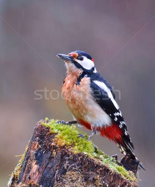 Stock photo: Great spotted woodpecker perched on a log.